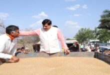 एमपी ने MSP गेहूं खरीदी में बनाया रिकॉर्ड, 102 लाख मीट्रिक टन के साथ देश में नंबर-1