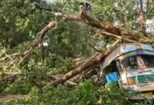 जगदलपुर-सुकमा हाईवे पर पेड़ गिरने से यातायात प्रभावित