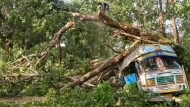 जगदलपुर-सुकमा हाईवे पर पेड़ गिरने से यातायात प्रभावित