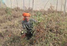 भीषण गर्मी से खेती पर संकट सिंगरौली में सूख रहीं फसलें, पानी की कमी से किसान परेशान