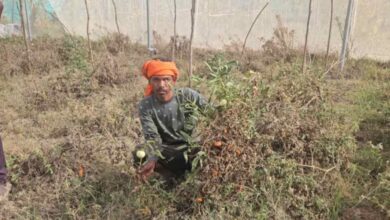 भीषण गर्मी से खेती पर संकट सिंगरौली में सूख रहीं फसलें, पानी की कमी से किसान परेशान