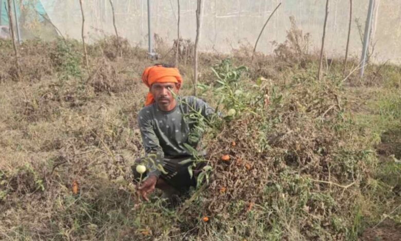 भीषण गर्मी से खेती पर संकट सिंगरौली में सूख रहीं फसलें, पानी की कमी से किसान परेशान भीषण गर्मी से खेती पर संकट सिंगरौली में सूख रहीं फसलें, पानी की कमी से किसान परेशान
