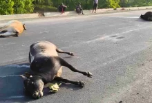 धरमजयगढ़ में तेज रफ्तार वाहन ने 7 बैलों को कुचला, 5 की मौके पर मौत