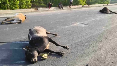 धरमजयगढ़ में तेज रफ्तार वाहन ने 7 बैलों को कुचला, 5 की मौके पर मौत
