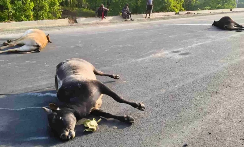 धरमजयगढ़ में तेज रफ्तार वाहन ने 7 बैलों को कुचला, 5 की मौके पर मौत