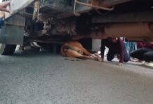 खैरागढ़ हादसा ट्रक की चपेट में आकर गाय की मौत, लोगों में भारी आक्रोश