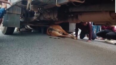 खैरागढ़ हादसा ट्रक की चपेट में आकर गाय की मौत, लोगों में भारी आक्रोश