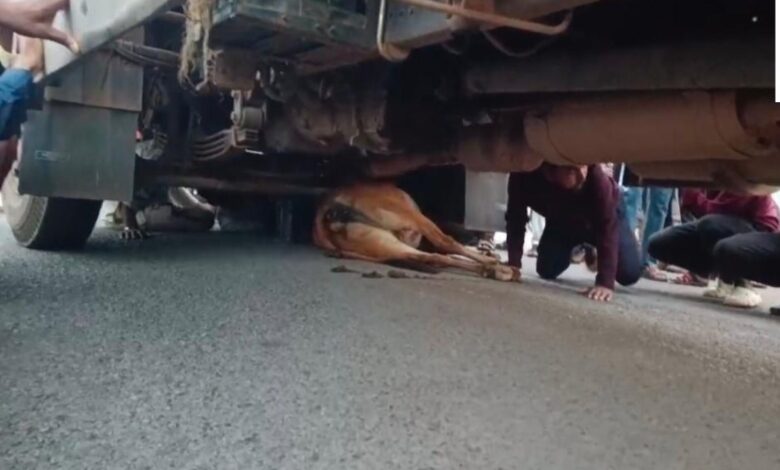 खैरागढ़ हादसा ट्रक की चपेट में आकर गाय की मौत, लोगों में भारी आक्रोश