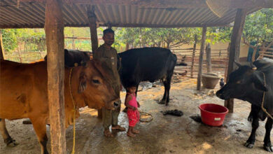 पशुपालन से बदली प्यारेलाल की जिंदगी, डेयरी व्यवसाय बना आय का मजबूत साधन