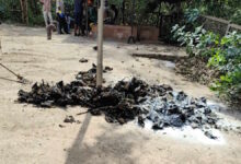 दल्लीराजहरा में भीषण गर्मी का कहर 400–500 चमगादड़ों की रोजाना मौत, फैली दुर्गंध से हड़कंप