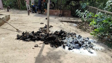 दल्लीराजहरा में भीषण गर्मी का कहर 400–500 चमगादड़ों की रोजाना मौत, फैली दुर्गंध से हड़कंप