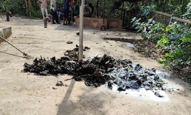 दल्लीराजहरा में भीषण गर्मी का कहर 400–500 चमगादड़ों की रोजाना मौत, फैली दुर्गंध से हड़कंप