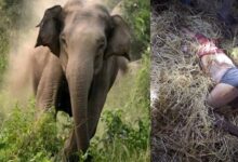 हाथी के हमले से दोंद गांव में मातम, वन विभाग ने जारी किया अलर्ट