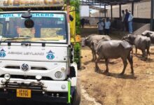 मालवाहक से 19 भैंस बरामद, पशु तस्कर मौके से फरार