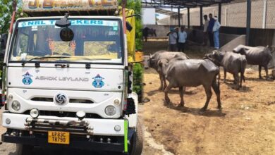 मालवाहक से 19 भैंस बरामद, पशु तस्कर मौके से फरार