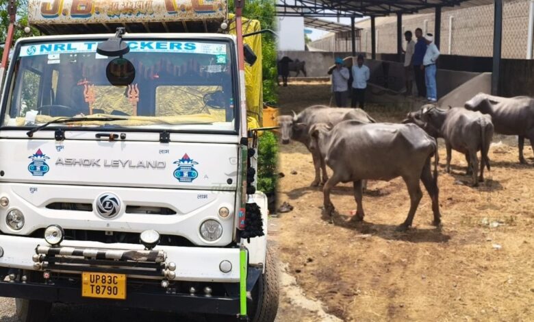 मालवाहक से 19 भैंस बरामद, पशु तस्कर मौके से फरार