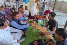 आवारा कुत्तों की नसबंदी अभियान पर पक्ष विपक्ष में घमासान