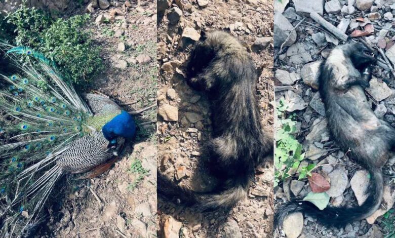 जंगल के पानी में जहर की आशंका, मोर सहित कई जानवरों की मौत से हड़कंप