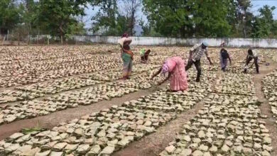 बेमौसम बारिश से तेंदूपत्ता भीगा, ख़राब होने का बढ़ा खतरा