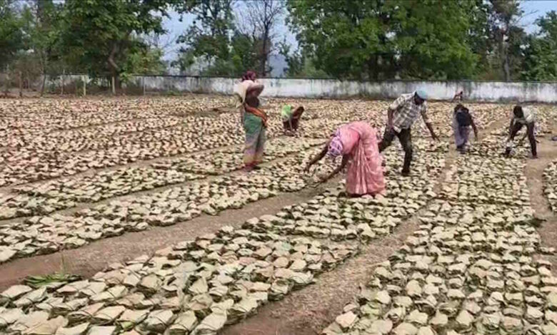 बेमौसम बारिश से तेंदूपत्ता भीगा, ख़राब होने का बढ़ा खतरा