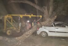 चलती कार पर गिरी डाल