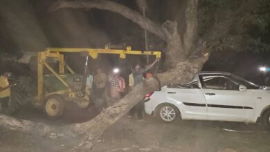 चलती कार पर गिरी डाल