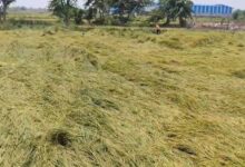 आंधी बारिश से फसल खराब शासन प्रशासन से मदद की गुहार