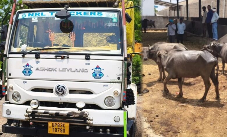कत्लगाह ले जाते ट्रक से 19 भैंस बरामद