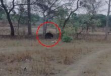 भोजन की तलाश में जंगल से भटक कर तुस्मा पहुंचा भालू