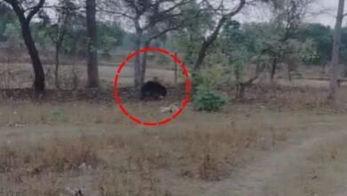 भोजन की तलाश में जंगल से भटक कर तुस्मा पहुंचा भालू