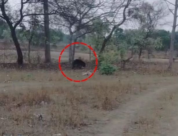 भोजन की तलाश में जंगल से भटक कर तुस्मा पहुंचा भालू