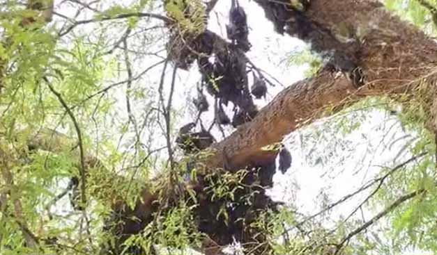 कांकेर के सरोना गांव में 500 से अधिक चमगादड़ों की हुई मौत कांकेर के सरोना गांव में 500 से अधिक चमगादड़ों की हुई मौत