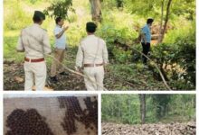 बस्तर में मानसून से पहले सीड बॉल तकनीक व जल संरक्षण संरचनाएं संजीवनी साबित होंगी – गुप्ता