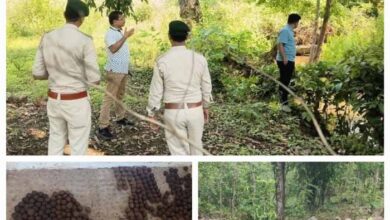बस्तर में मानसून से पहले सीड बॉल तकनीक व जल संरक्षण संरचनाएं संजीवनी साबित होंगी – गुप्ता