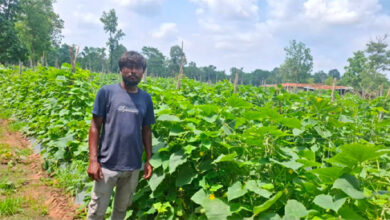 उद्यानिकी विभाग की योजना से बदली कमार कृषक की तकदीर, खीरे की वैज्ञानिक खेती बनी वरदान