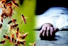 मधुमक्खियों के हमले में सास की मौत, दामाद घायल