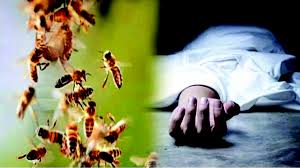मधुमक्खियों के हमले में सास की मौत, दामाद घायल