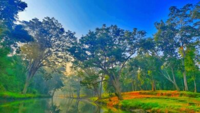 विश्व पर्यावरण दिवस 2026 : हरित विकास, जल संरक्षण और जनभागीदारी से पर्यावरणीय समृद्धि की ओर बढ़ता छत्तीसगढ़