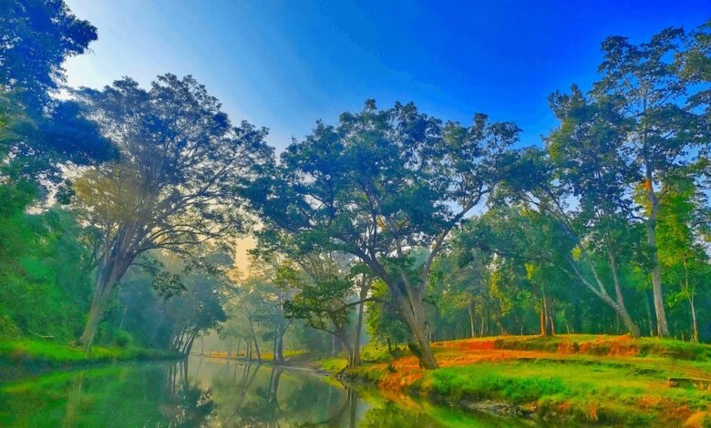 विश्व पर्यावरण दिवस 2026 : हरित विकास, जल संरक्षण और जनभागीदारी से पर्यावरणीय समृद्धि की ओर बढ़ता छत्तीसगढ़