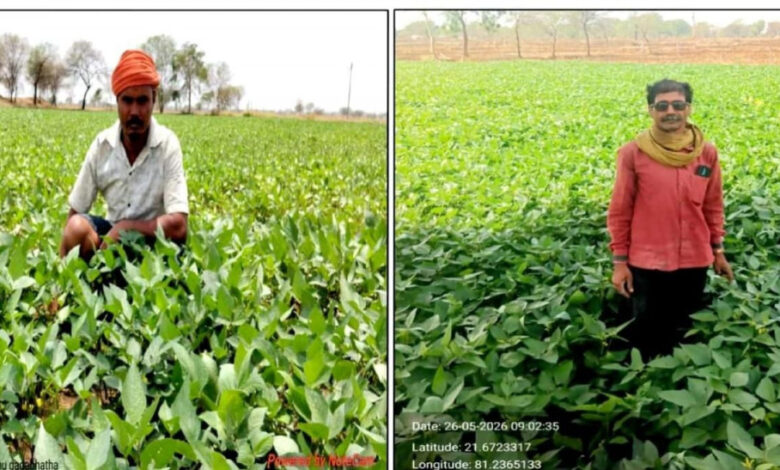 ग्रीष्मकालीन उड़द की खेती से आत्मनिर्भरता की ओर बढ़े कदम ग्रीष्मकालीन उड़द की खेती से आत्मनिर्भरता की ओर बढ़े कदम
