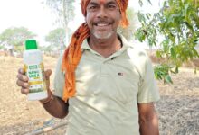 नैनो उर्वरक से बदली किसान रेशम की किस्मत, कम लागत में कमा रहे अच्छा मुनाफा