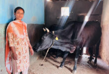 उन्नत नस्ल की गायों ने बदली सरस्वती की जिंदगी, बनीं आत्मनिर्भरता की मिसाल