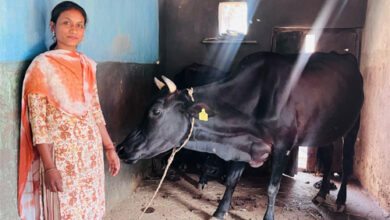 उन्नत नस्ल की गायों ने बदली सरस्वती की जिंदगी, बनीं आत्मनिर्भरता की मिसाल