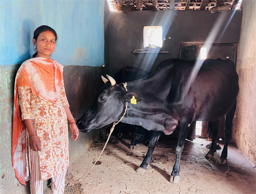 उन्नत नस्ल की गायों ने बदली सरस्वती की जिंदगी, बनीं आत्मनिर्भरता की मिसाल