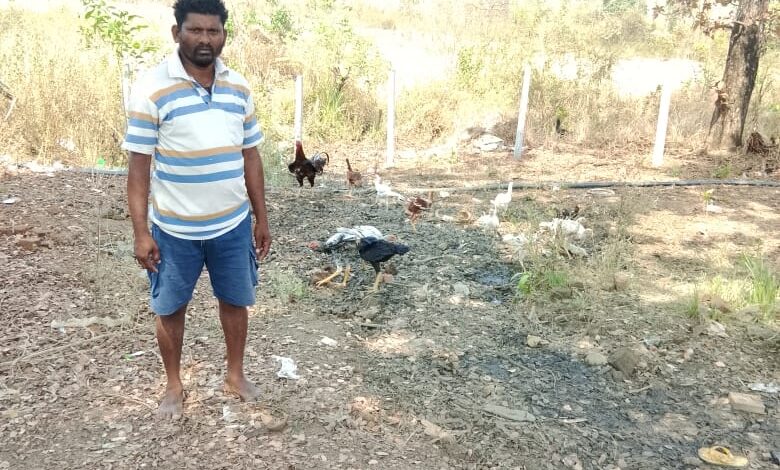 पशुपालन विभाग की ऋण योजना से बदली किसान की किस्मत, मुर्गी पालन से हुआ आर्थिक बदलाव