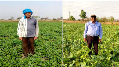 बेमेतरा जिले में दलहन के रकबे में चार गुना की वृद्धि