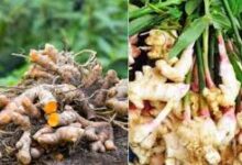 हल्दी-अदरक की खेती के लिए 49,800 तक अनुदान, पहले आओ-पहले पाओ के आधार पर मिलेगा लाभ