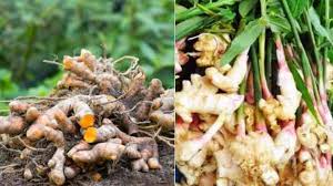 हल्दी-अदरक की खेती के लिए 49,800 तक अनुदान, पहले आओ-पहले पाओ के आधार पर मिलेगा लाभ हल्दी-अदरक की खेती के लिए 49,800 तक अनुदान, पहले आओ-पहले पाओ के आधार पर मिलेगा लाभ