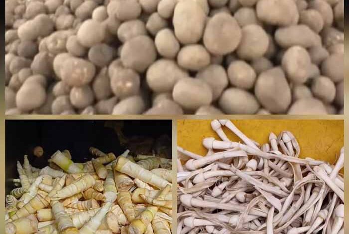 मानसून के साथ ही बस्तर की सबसे मंहंगी सब्जी फुटु (मशरूम), बोड़ा, बांस की करील मिलेगा