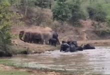 कटघोरा में हाथियों का जलक्रीड़ा करते दिखा अद्भुत नजारा, 13 हाथियों ने तालाब में मचाई मस्ती